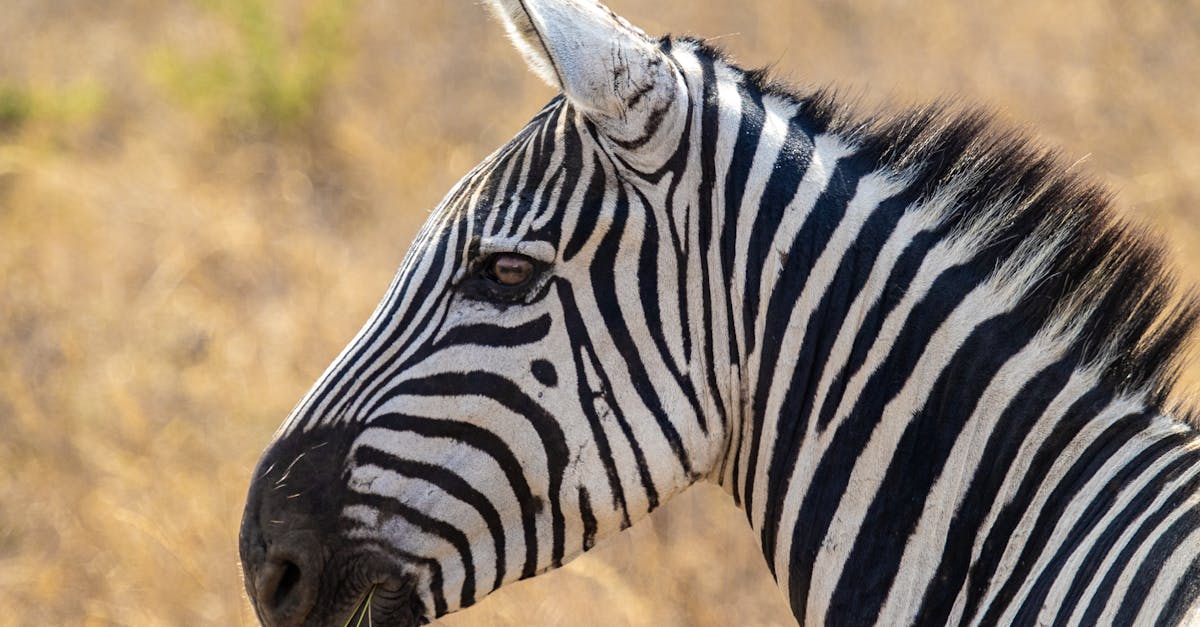 découvrez notre guide complet sur les tondeuses à gazon : conseils, comparatifs et avis pour bien choisir et entretenir votre tondeuse afin d'obtenir une pelouse impeccable toute l'année.