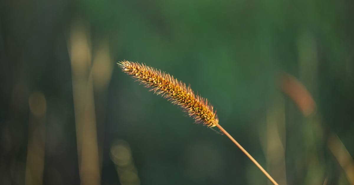 découvrez comment retirer facilement et en toute sécurité la lame de votre tondeuse à gazon grâce à nos conseils pratiques et astuces étape par étape.